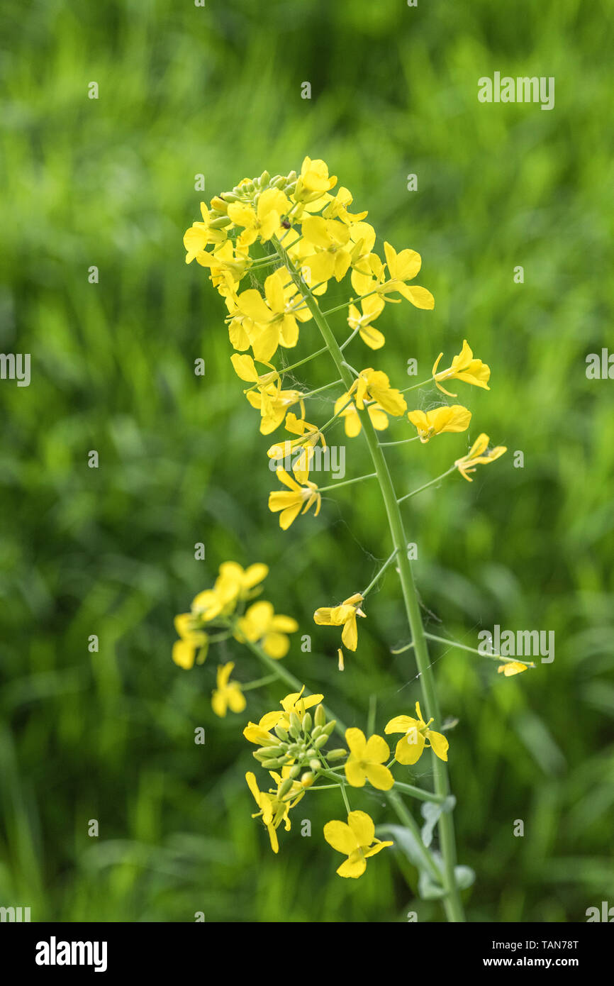 Yellow flowers of unidentified 4-petaled cruciferous Brassica species. Brassicas essentially cabbage, mustard, radish family. Kitchen garden concept. Stock Photo