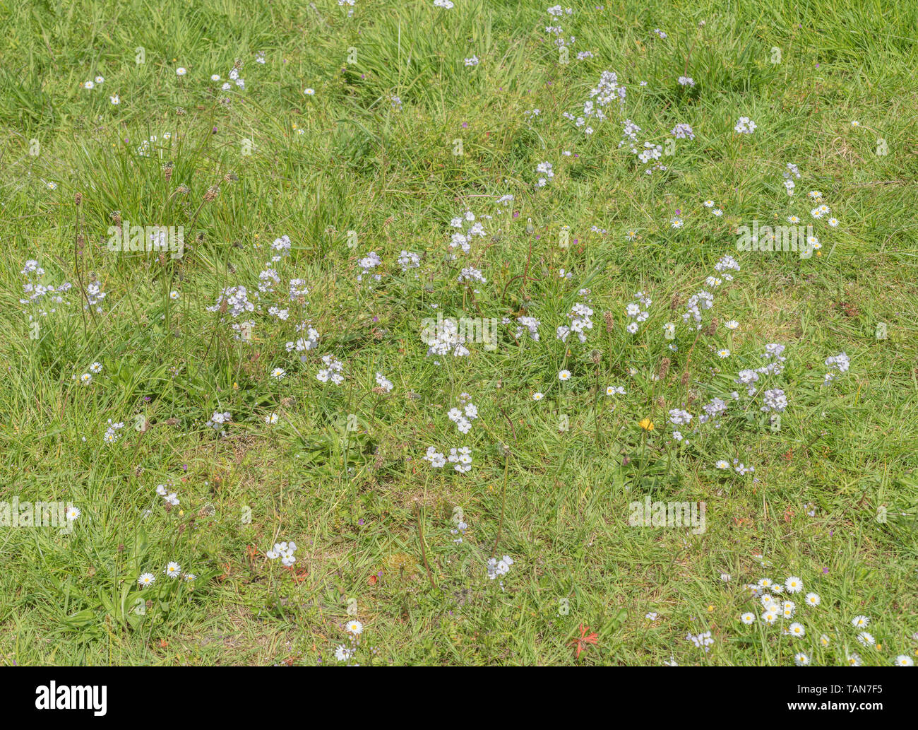 Patch of Lady's Smock / Cuckooflower / Cardamine pratensis growing among grass. Has peppery edible leaves. Metaphor food foraging / foraged food. Stock Photo