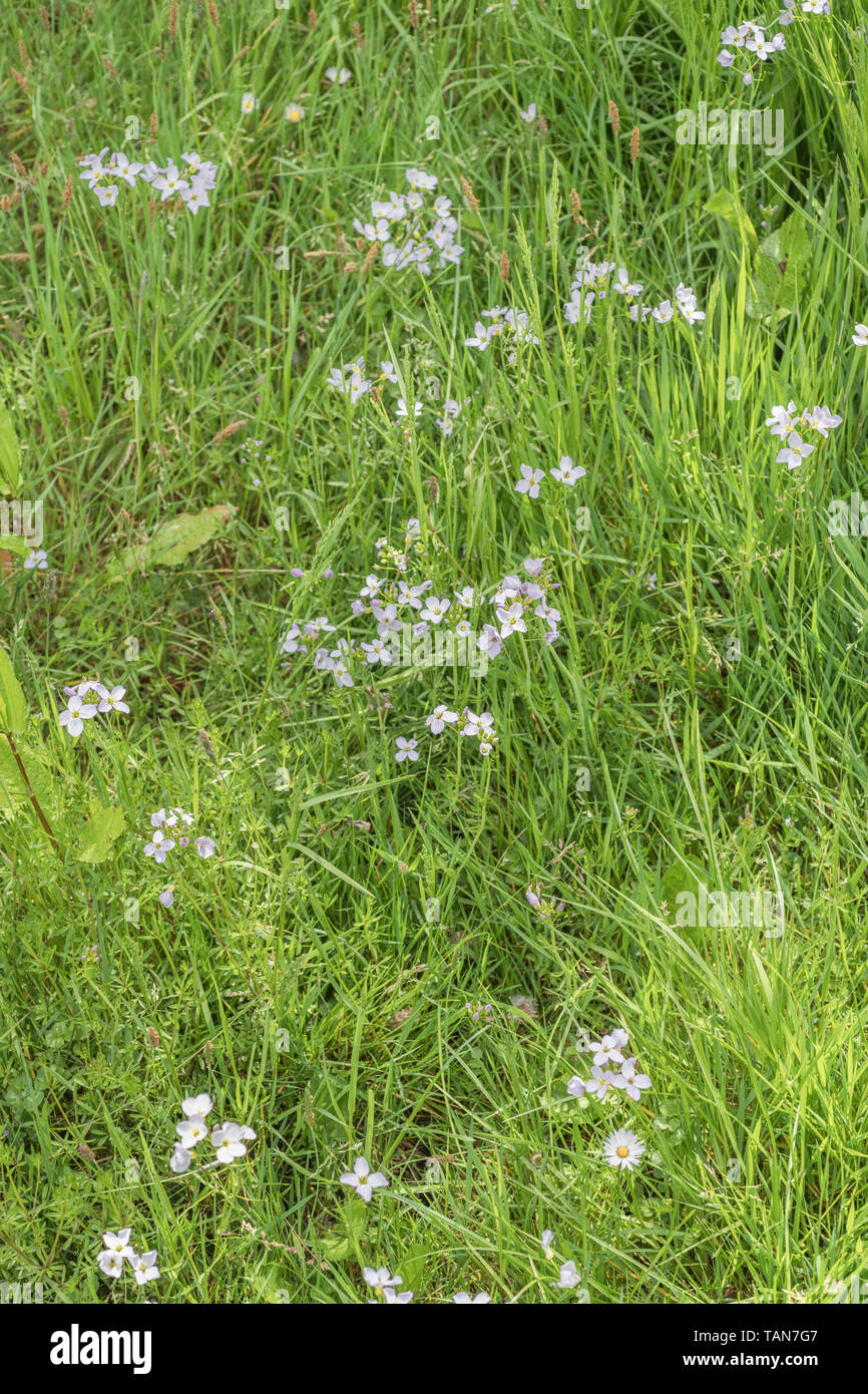 Patch of Lady's Smock / Cuckooflower / Cardamine pratensis growing among grass. Has peppery edible leaves. Metaphor food foraging / foraged food. Stock Photo