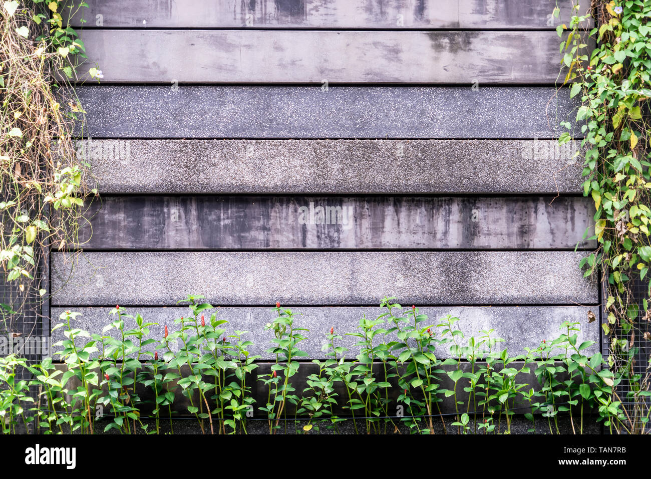 Stone concrete wall surround by plant for background Stock Photo