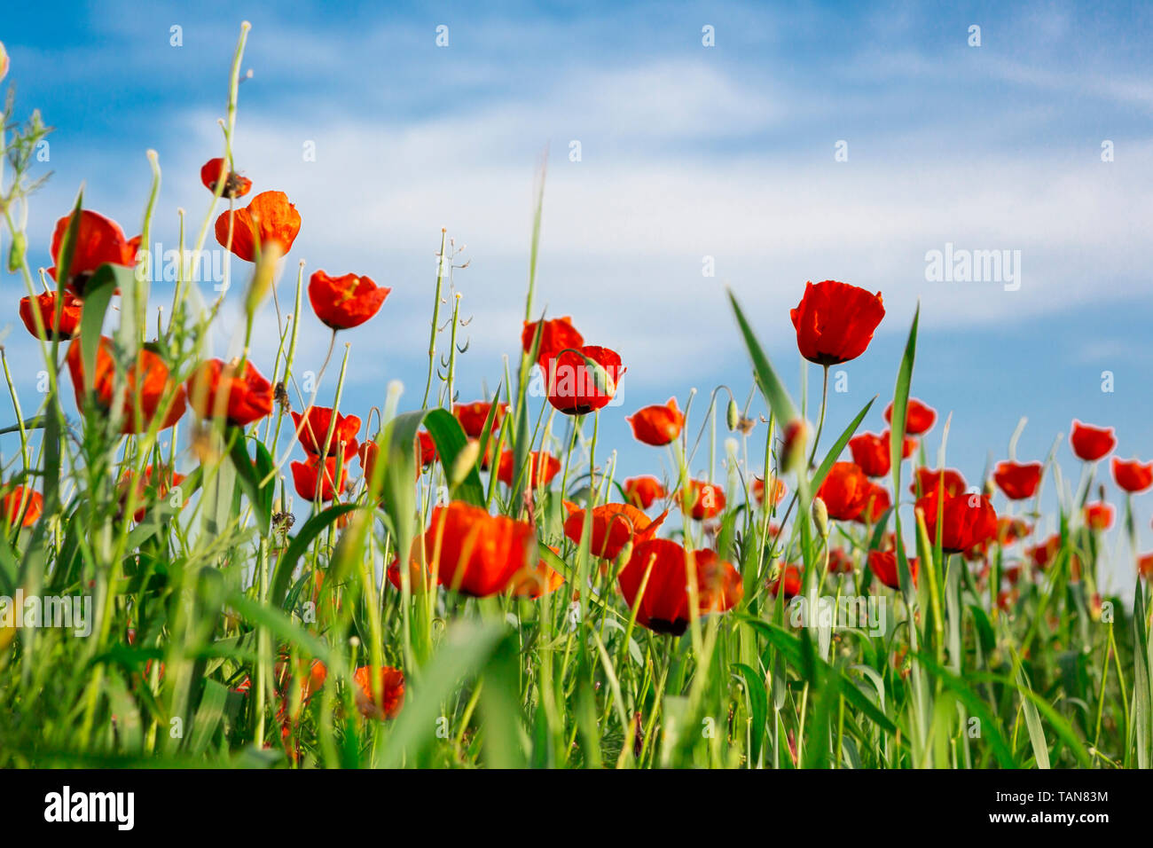 Poppy flower farm with nature hi-res stock photography and images - Alamy