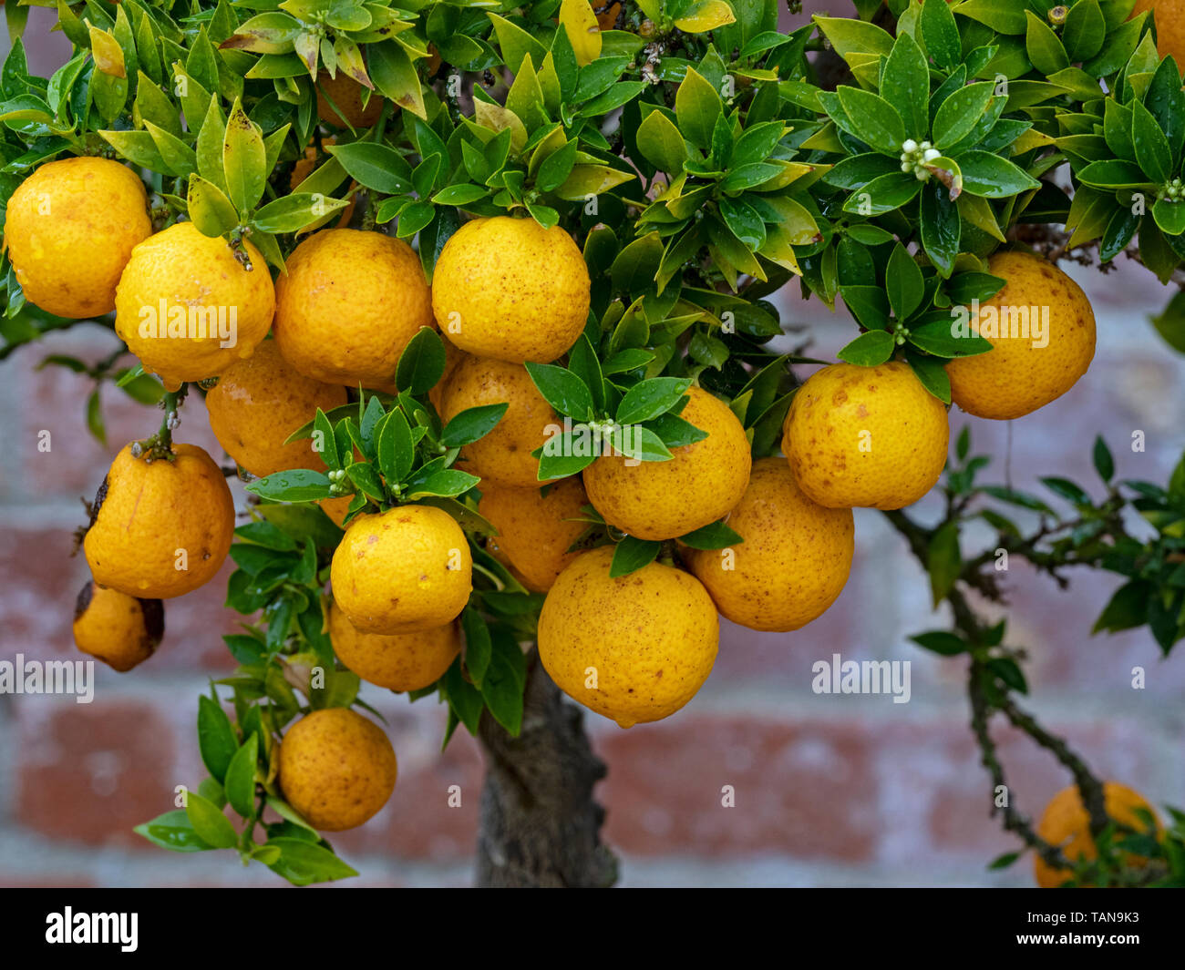 Ornamental Orange Tree, Also called sour oranges Citrus aurantium Stock Photo