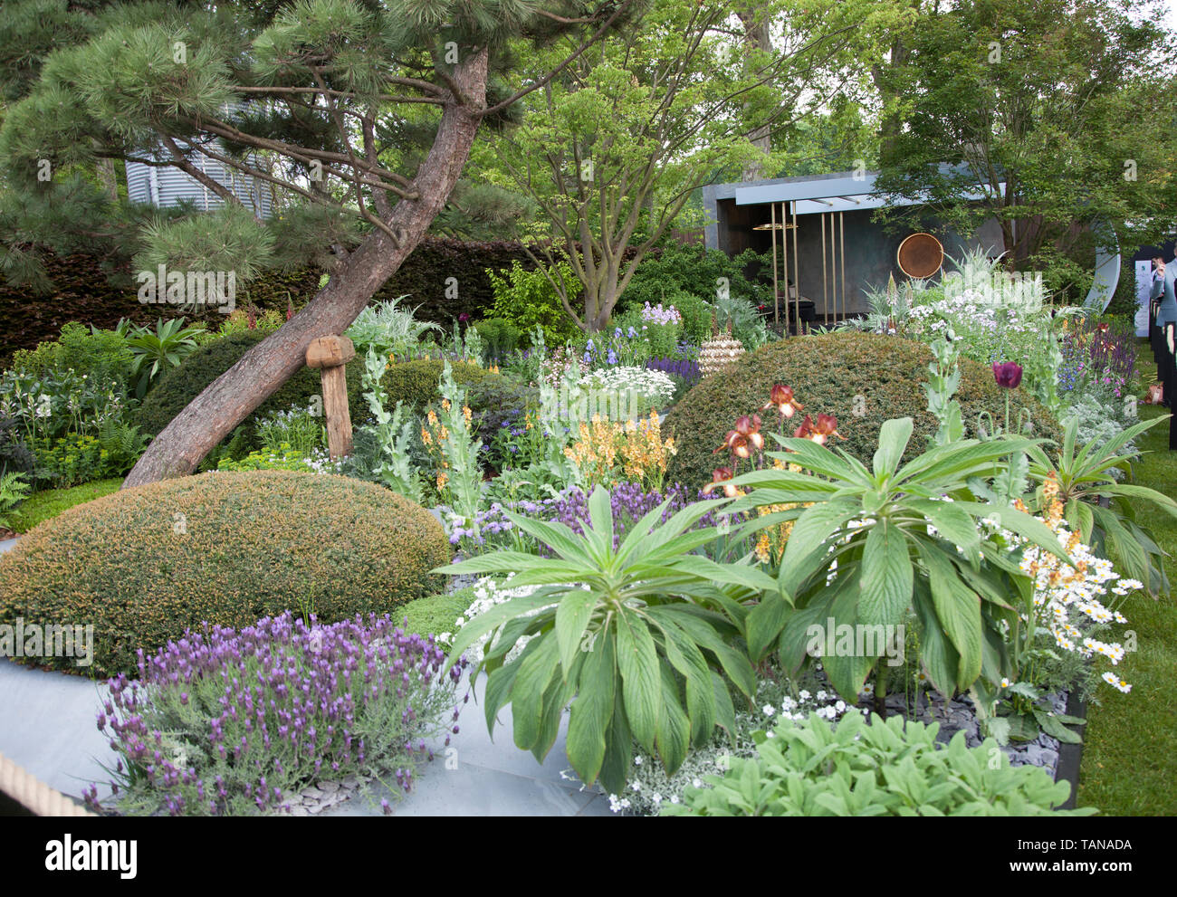 The Morgan Stanley Garden by Chris Beardshaw, RHS Chelsea Flower Show 2019 Stock Photo