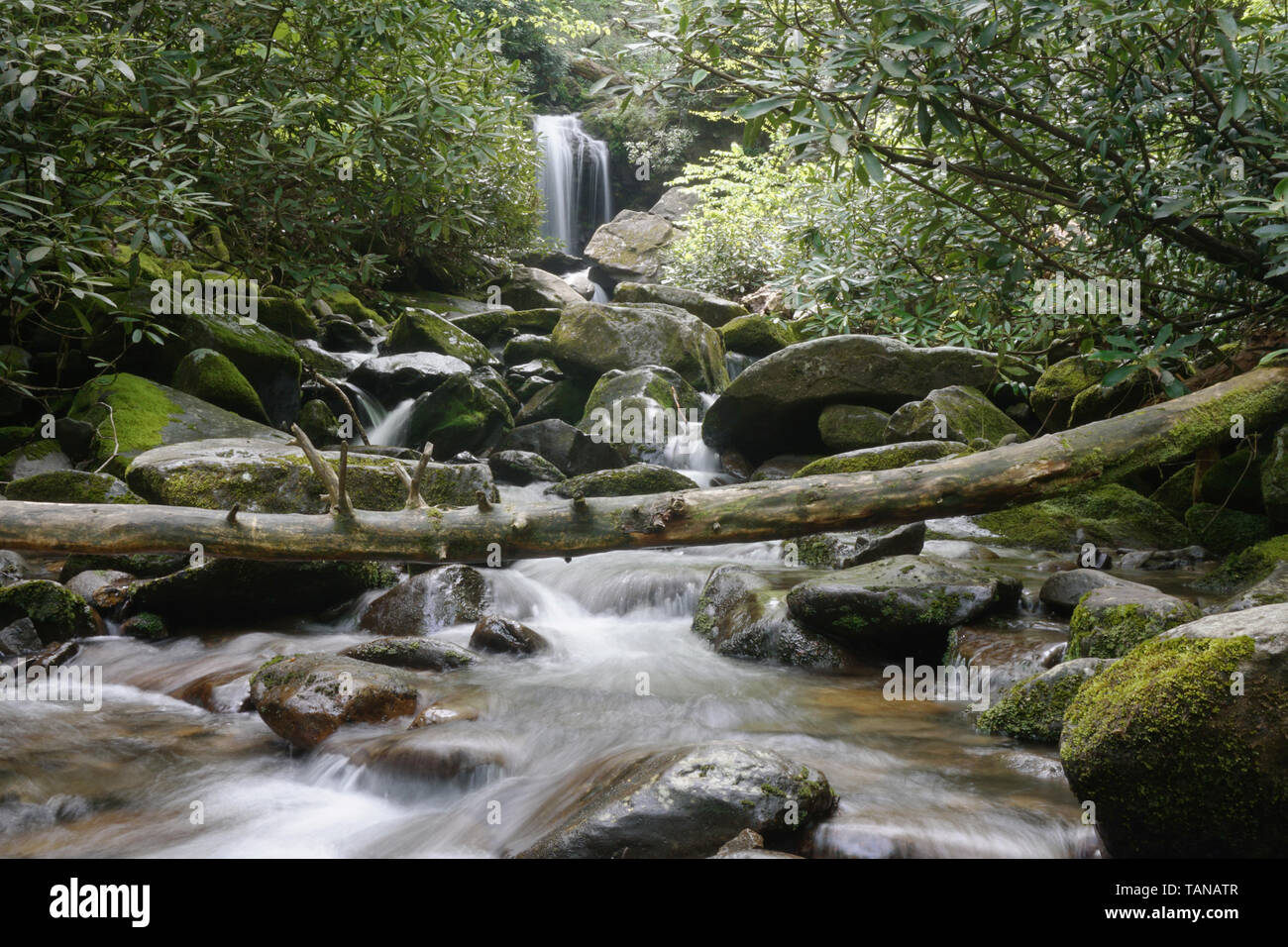 Grotto Falls in the Great Smoky Mountains National Park from downstream Stock Photo