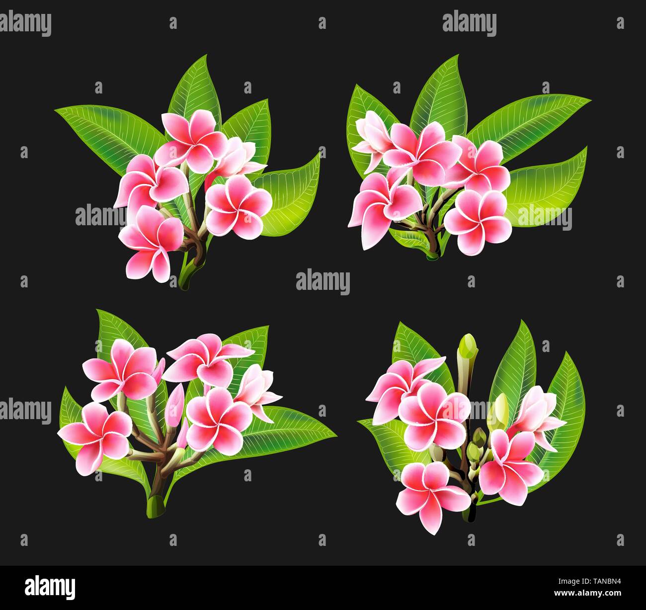 White and pink Plumeria Flowers in realistic style on black background Stock Vector