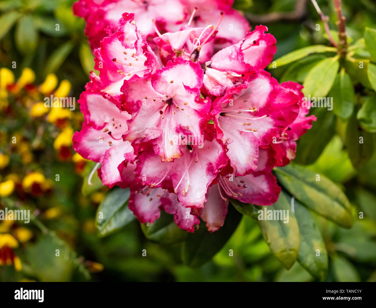 red and pink fringed azalea flowers bloom along a hedgerow along a Japanese apartment complex. Stock Photo