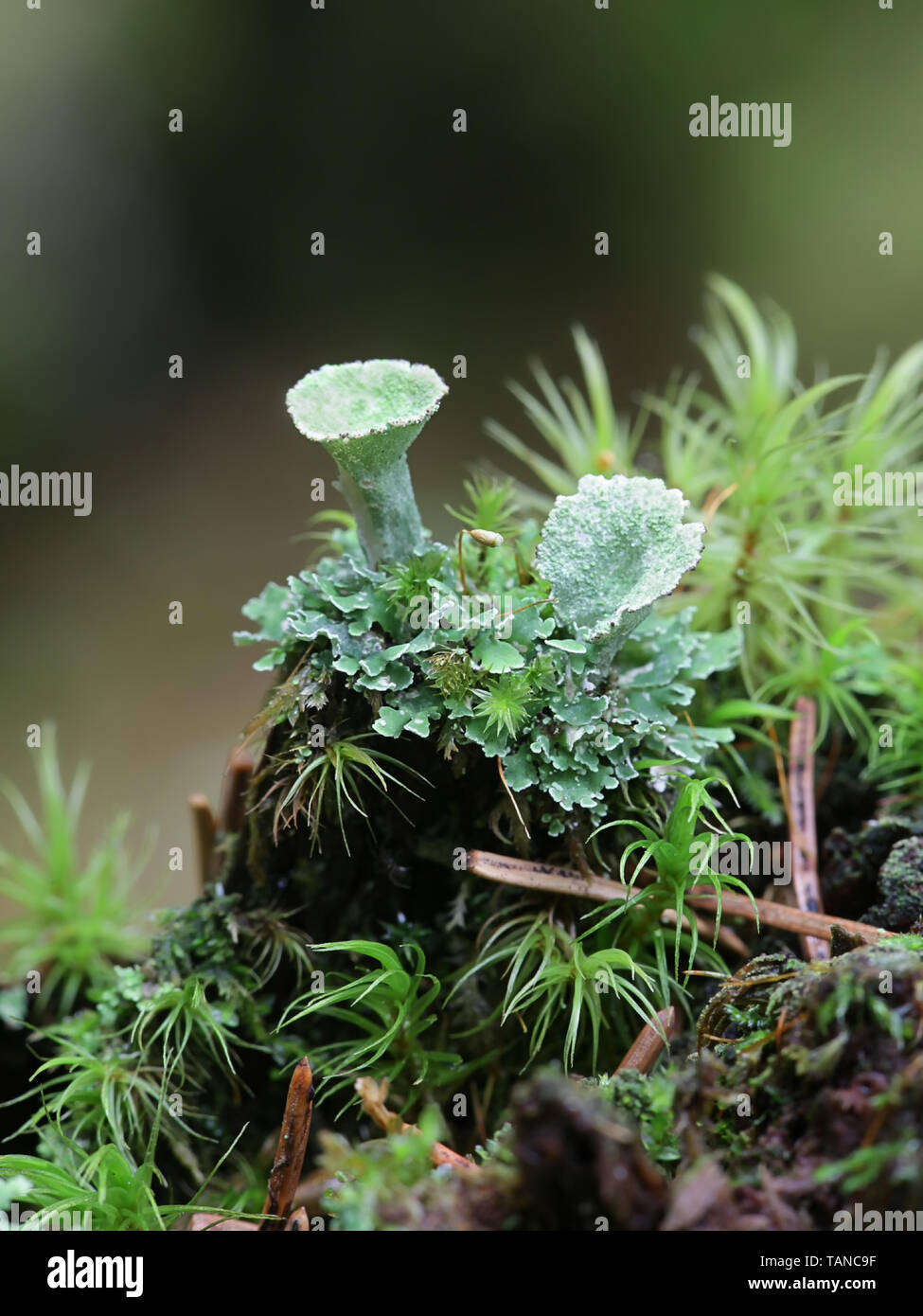 Cladonia pleurota, known as gray cup lichen or red-fruited pixie cup lichen, and Dicranum moss Stock Photo
