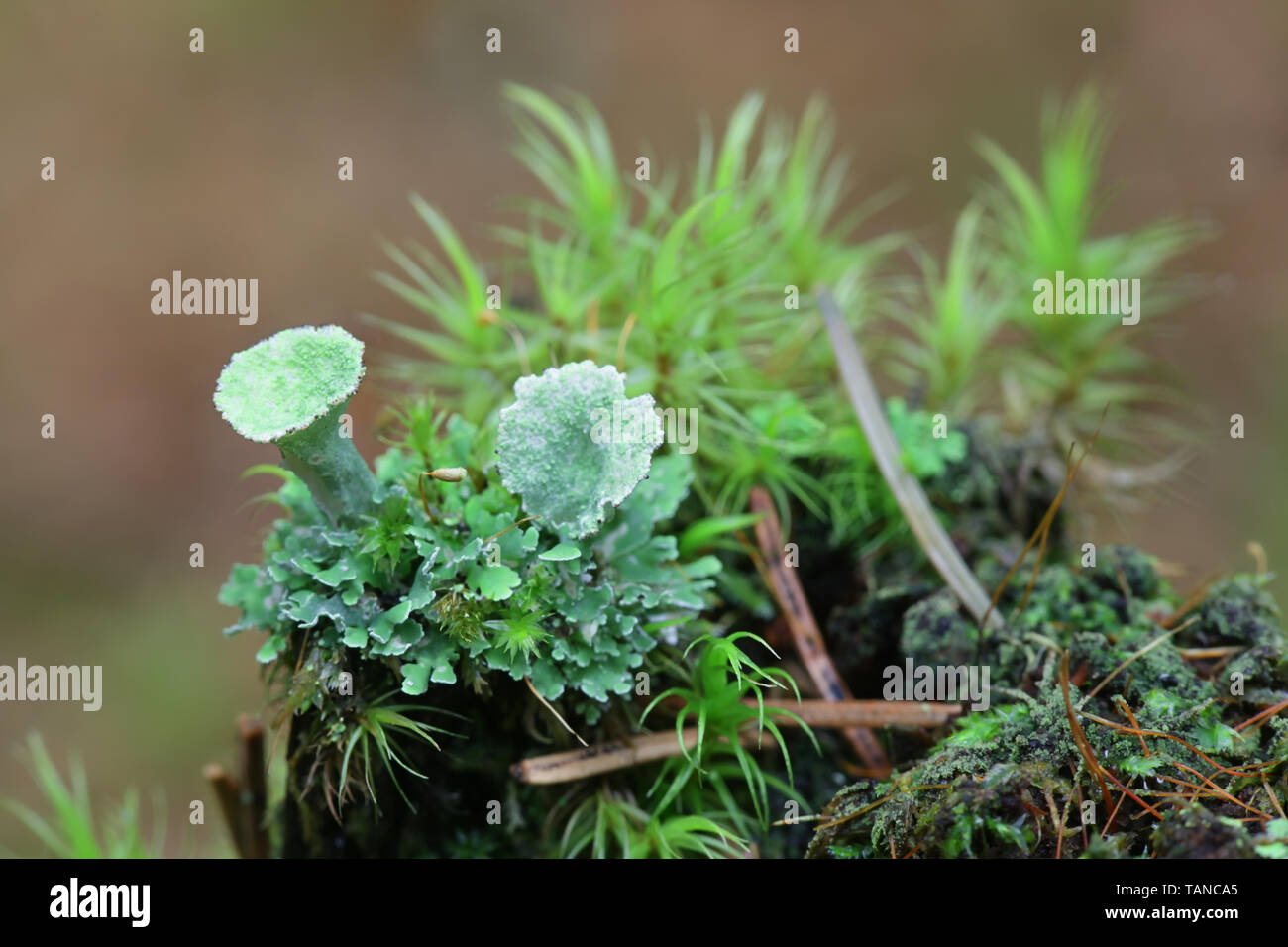 Cladonia pleurota, known as gray cup lichen or red-fruited pixie cup lichen, and Dicranum moss Stock Photo