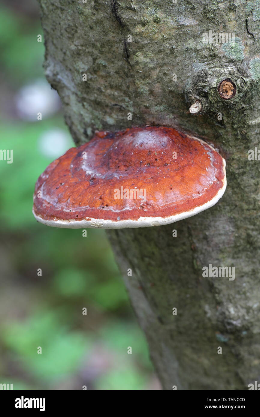 Fomitopsis pinicola, known as the red belt conk or red-belted bracket fungus Stock Photo