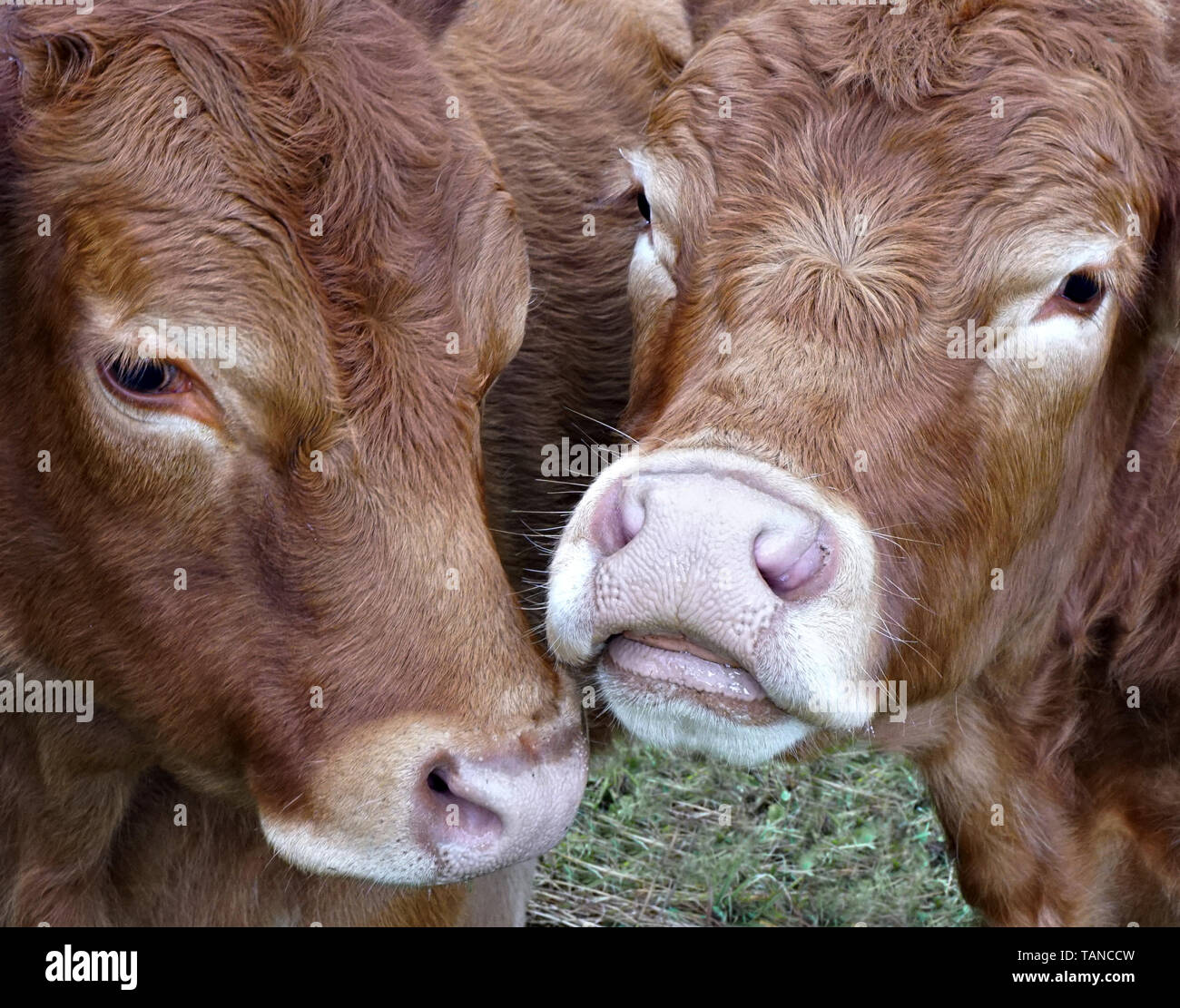 close up of two cows looking at camera Stock Photo