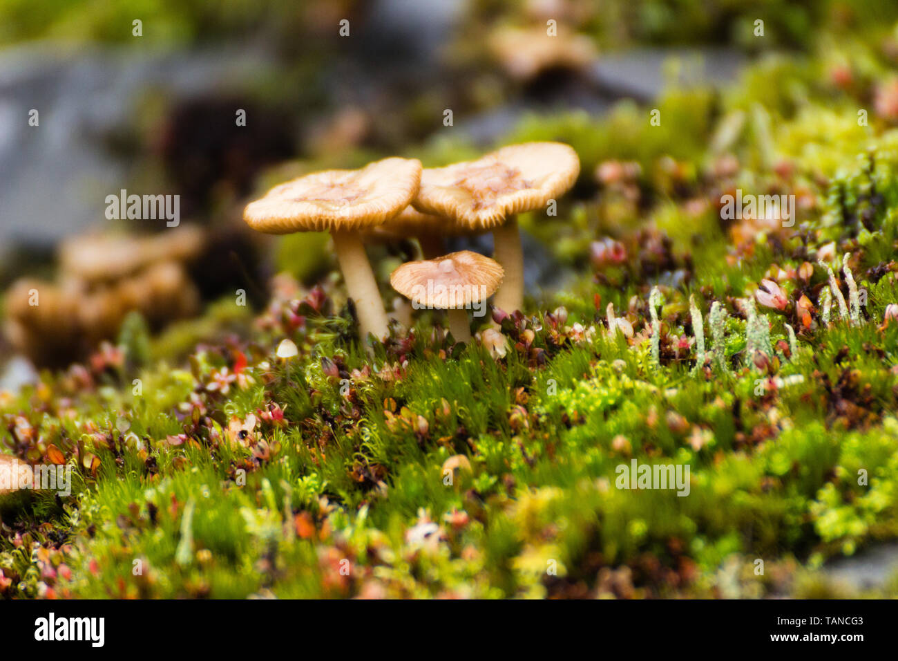 A small group of mushrooms in Nelson Lakes national park Stock Photo