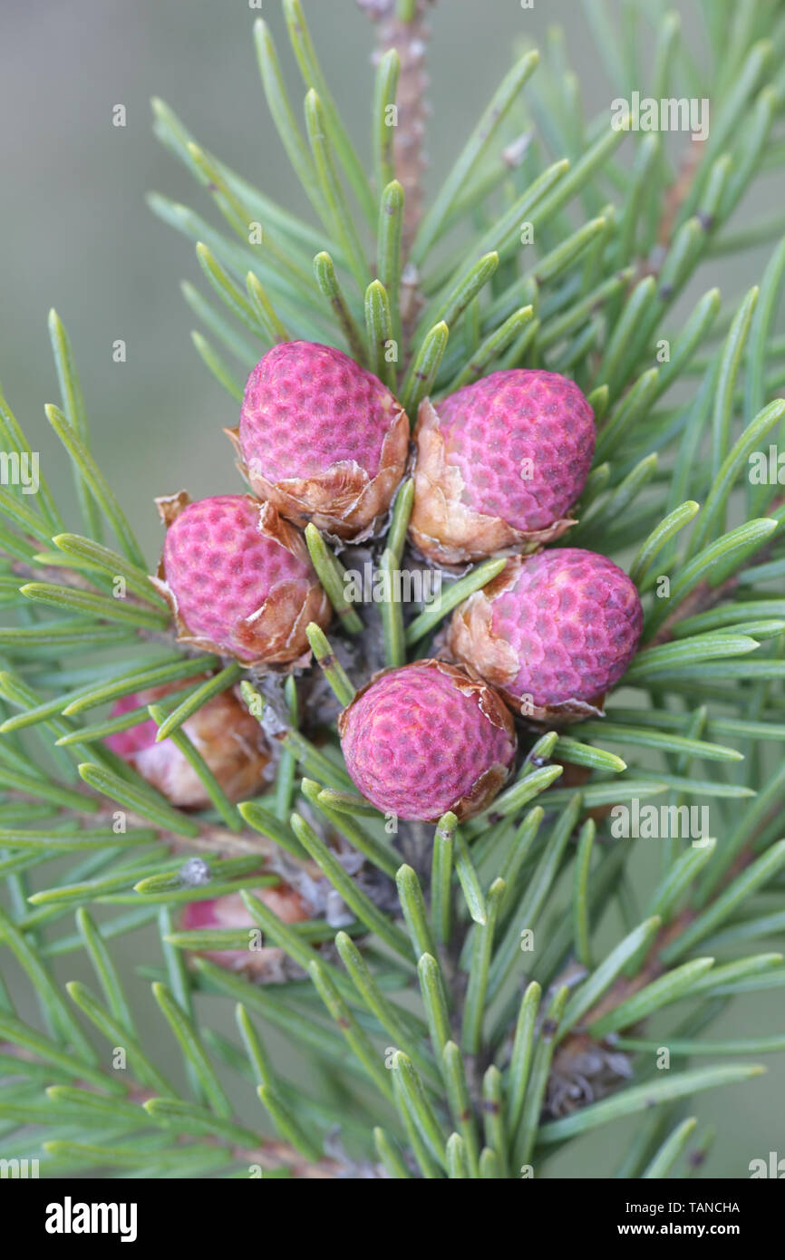 Fresh cones of Picea abies, the Norway spruce or European spruce Stock Photo