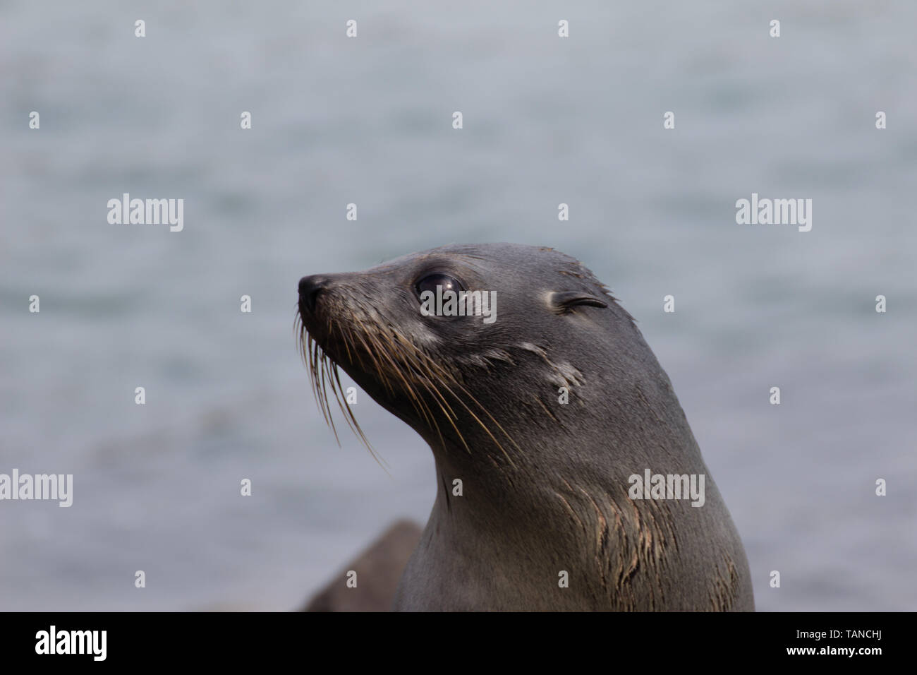 New Zealand fur seal on the otago peninsula Stock Photo