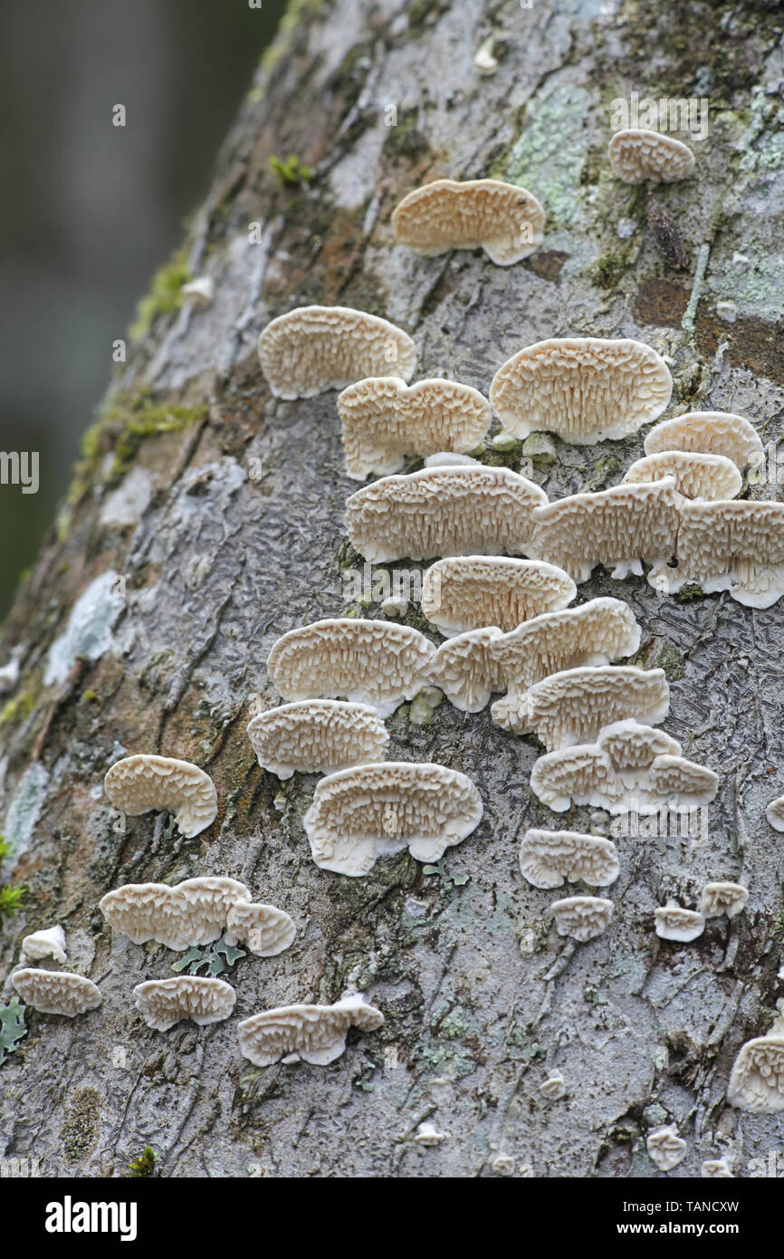Irpex lacteus, known as the Milk-white Toothed Polypore, studied for use in biofuel production Stock Photo