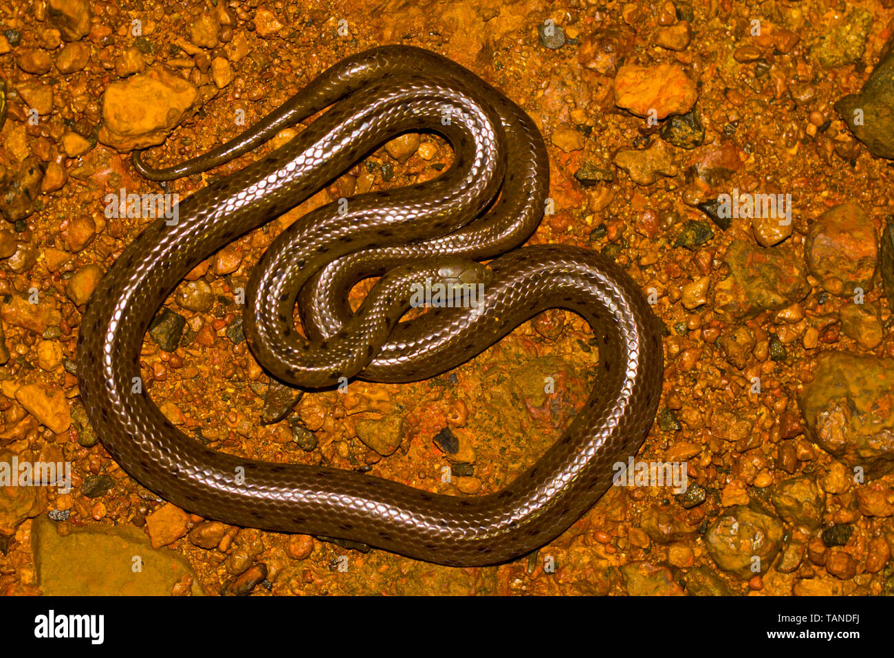 Rhabdops aquaticus a non-venomous aquatic snake, Amboli, Maharashtra, India. Stock Photo