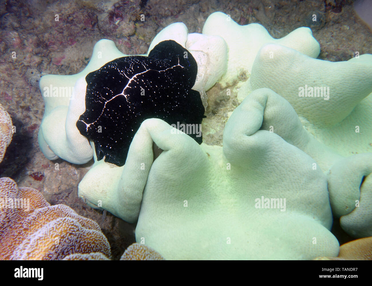Egg cowrie (Ovula ovum) eating leather coral, Fitzroy Island, Great Barrier Reef, near Cairns, Queensland, Australia Stock Photo