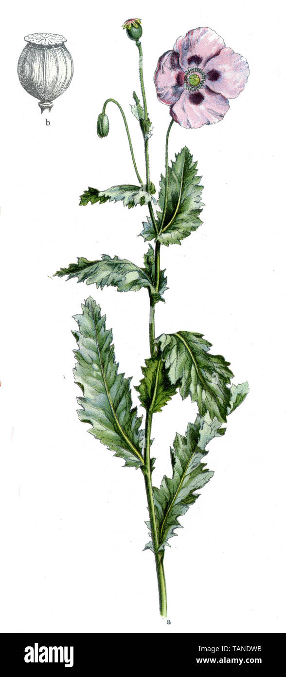 Papaver somniferum illustration Cut Out Stock Images & Pictures - Alamy