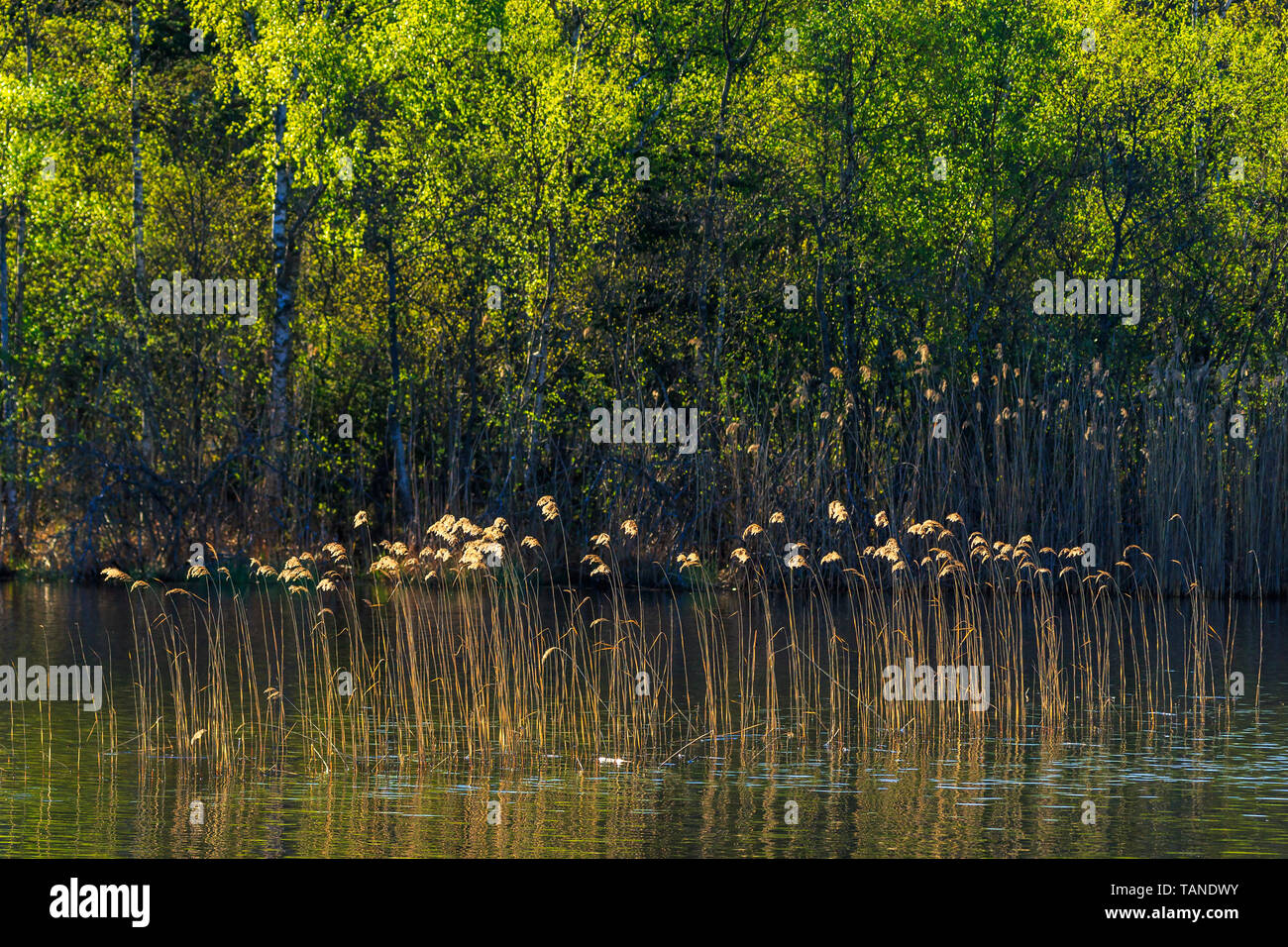 Tree Versus Reed Birch trees reed edge hi-res stock photography and images - Alamy