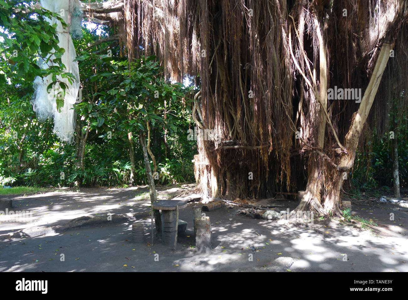 Nakamal (kava-drinking place) under banyan tree, Port Resolution, Tanna, Vanuatu. No PR Stock Photo