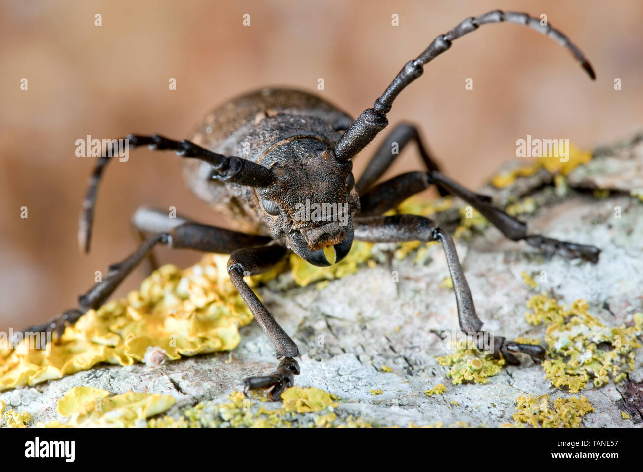Weaver beetle and yellow lichens Stock Photo