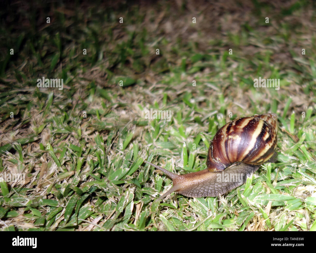 Invasive Giant African Land Snail (Achatina fulica) in Port Resolution, Tanna, Vanuatu Stock Photo