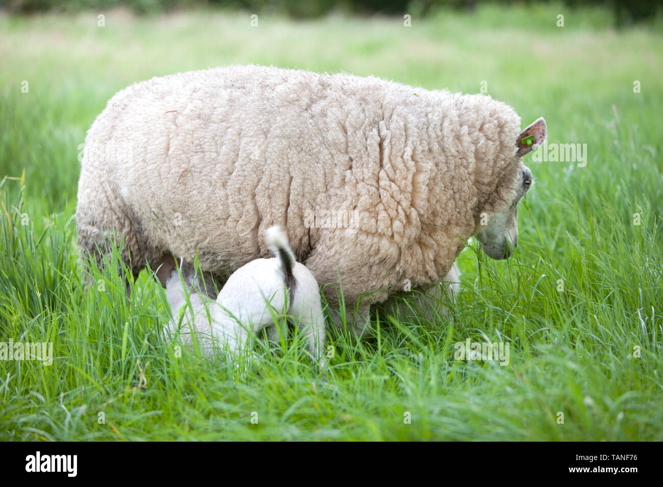 Mother sheep nursing lamb domestic hi-res stock photography and images ...