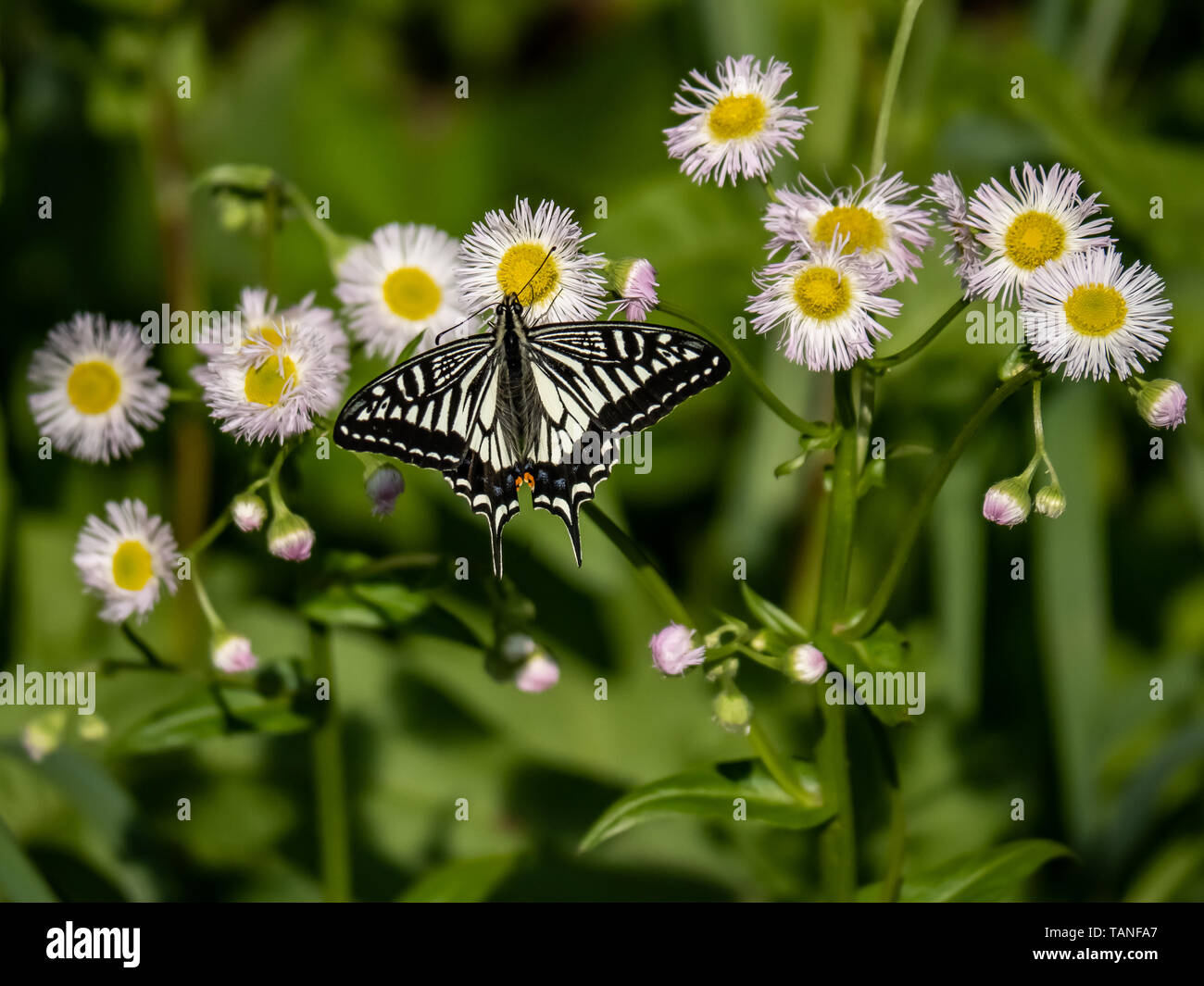 A Chinese yellow Swallowtail butterfly, Papilio xuthus, feeds from white wildflowers in Yokohama, Japan. Stock Photo