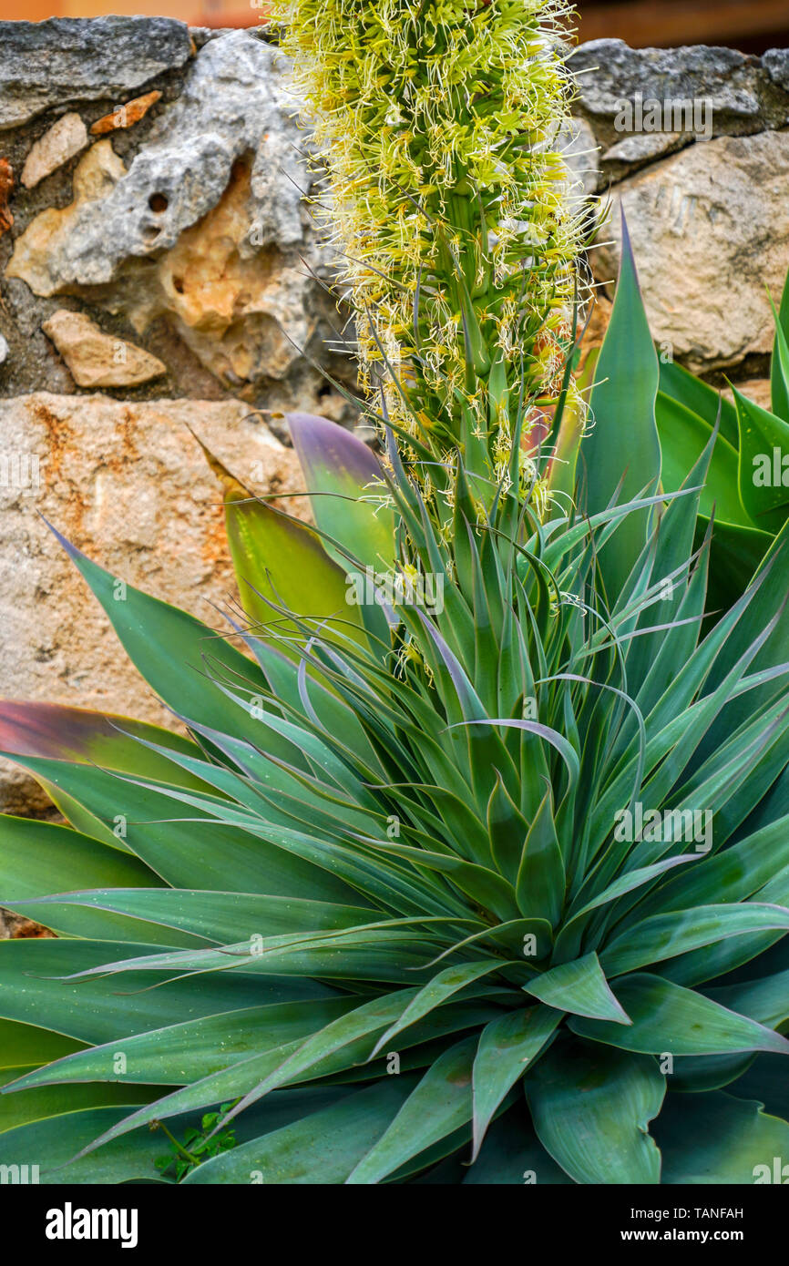 Agave vilmoriniana hires stock photography and images Alamy