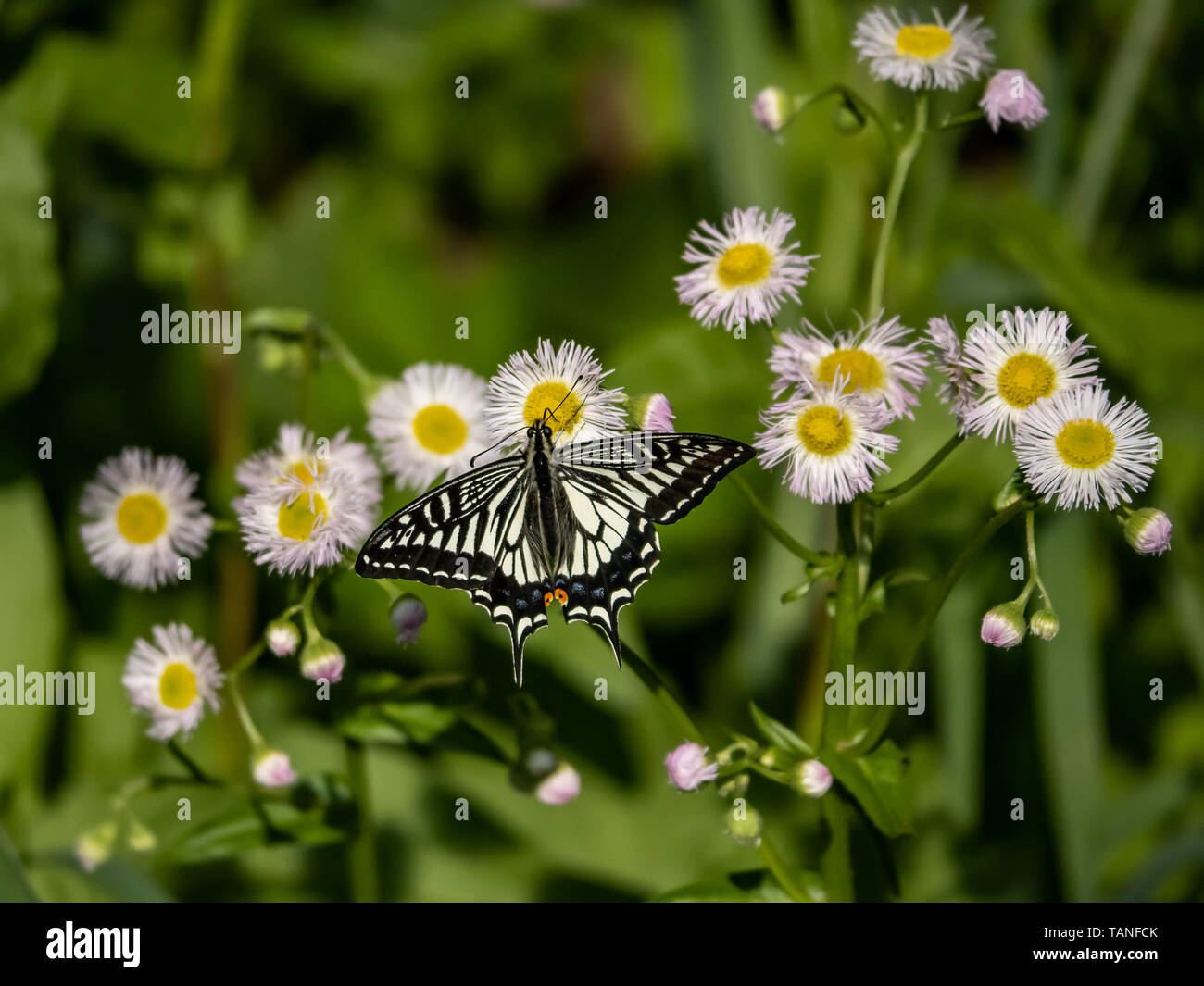 A Chinese yellow Swallowtail butterfly, Papilio xuthus, feeds from white wildflowers in Yokohama, Japan. Stock Photo