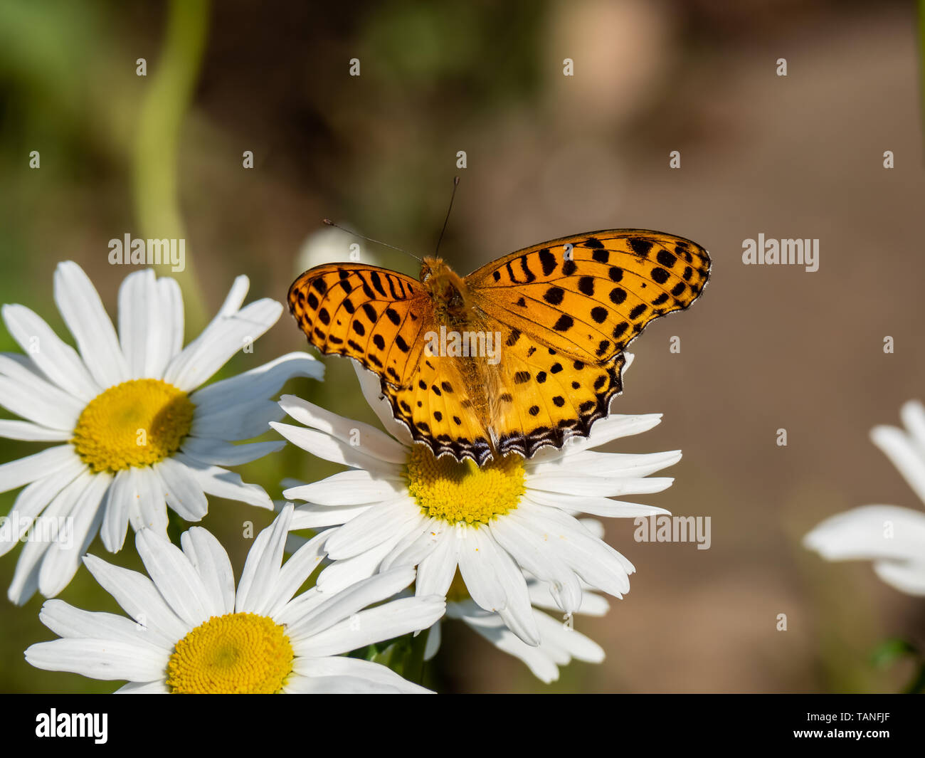 An indian fritillary butterfly, Argynnis hyperbius, feeds from a white