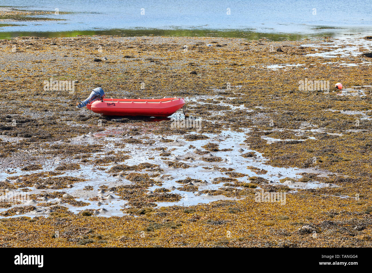 Inflatable moter powered red boat moored amongst seaweed as the tide is out on loch Gairloch at Charleston, Wester Ross, Highlands of Scotland. Stock Photo
