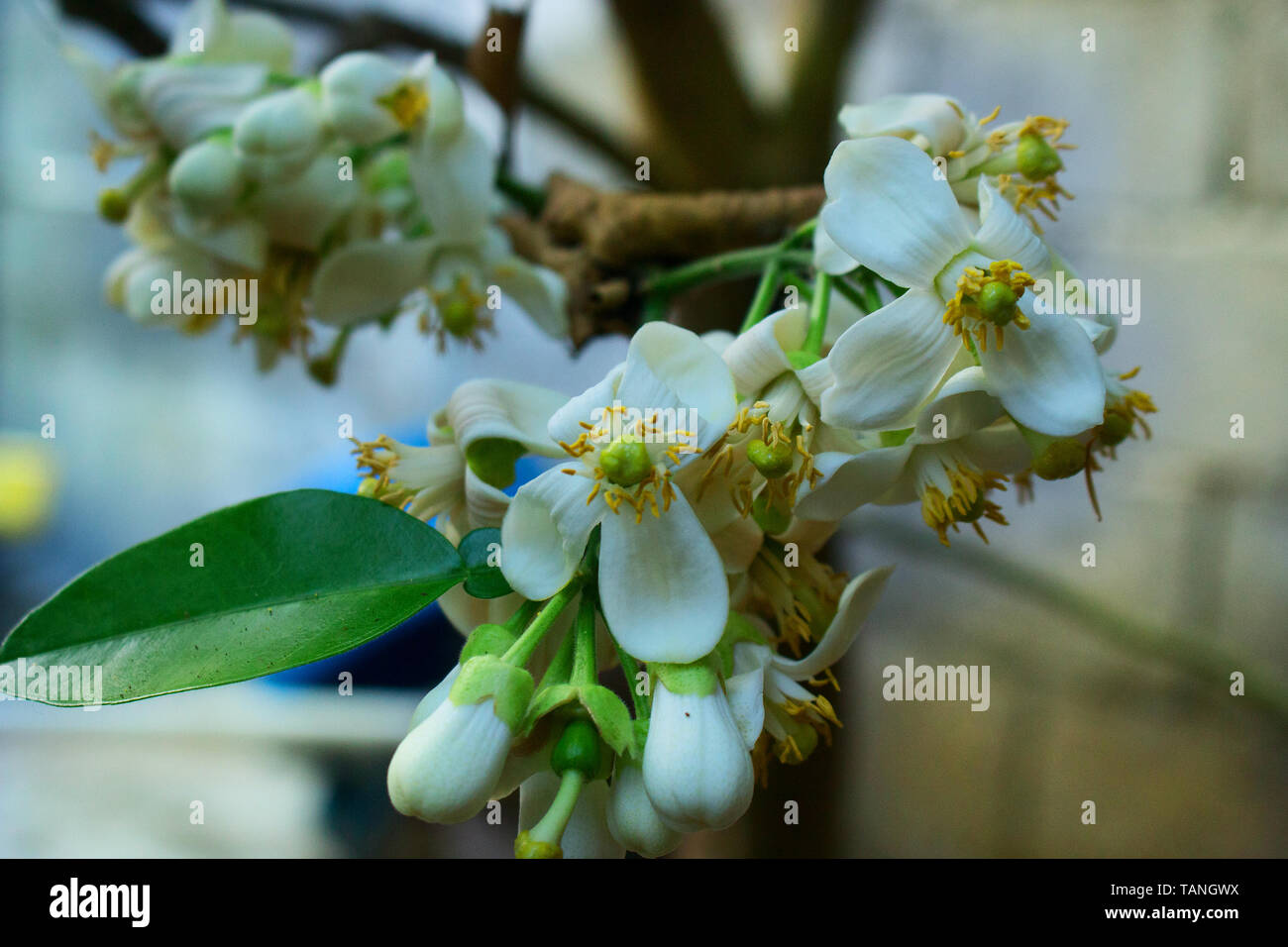Flower of Citrus grandis, Citrus Maxima, pomelo Stock Photo Alamy