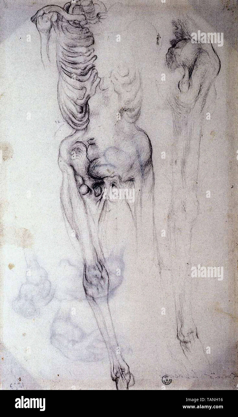 Jacopo Carucci a.k.a Jacopo da Pontormo - anatomical study Stock Photo