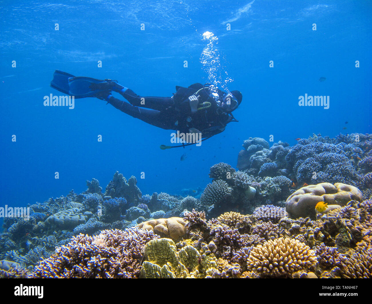 Underwater photography of a scuba diver swimming above the coral reef at dive site Ras Abu Galum in Dahab, Egypt. Stock Photo