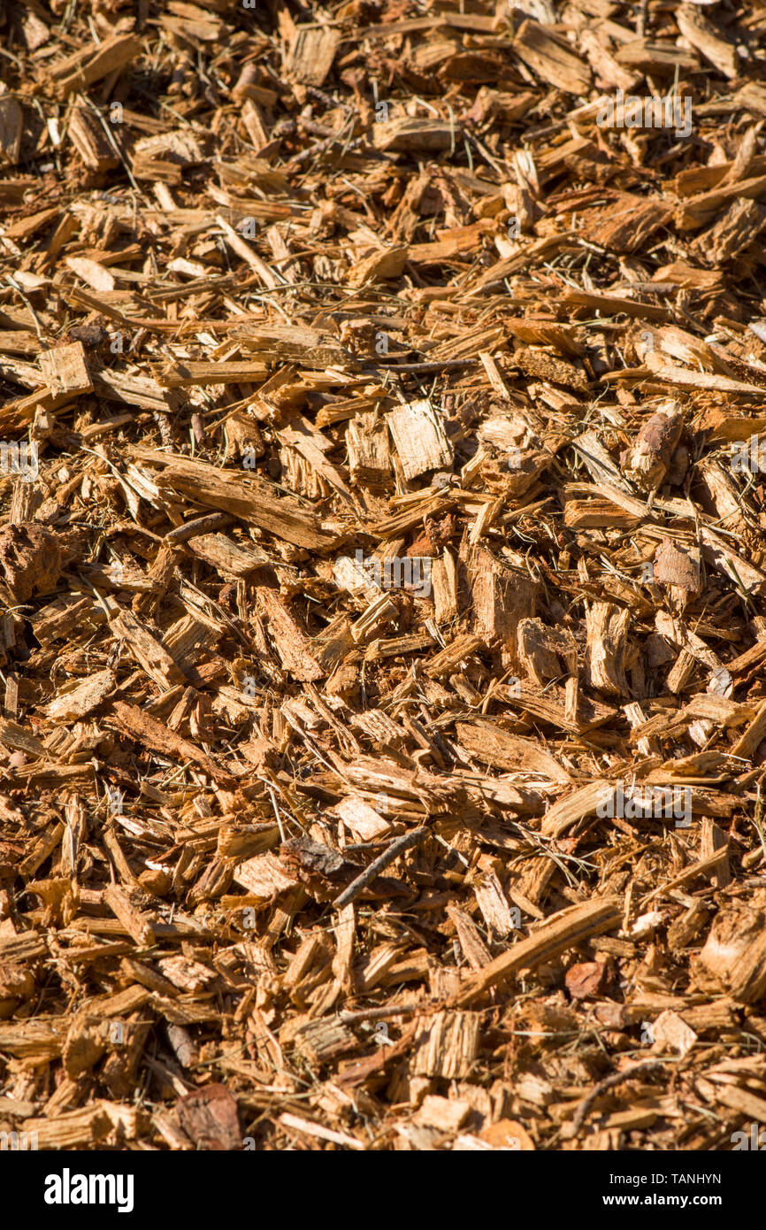 Wood chips of pine trees Stock Photo Alamy