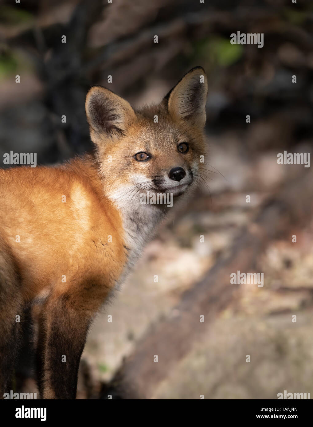 Red fox kit (Vulpes vulpes) playing in the forest in springtime in ...