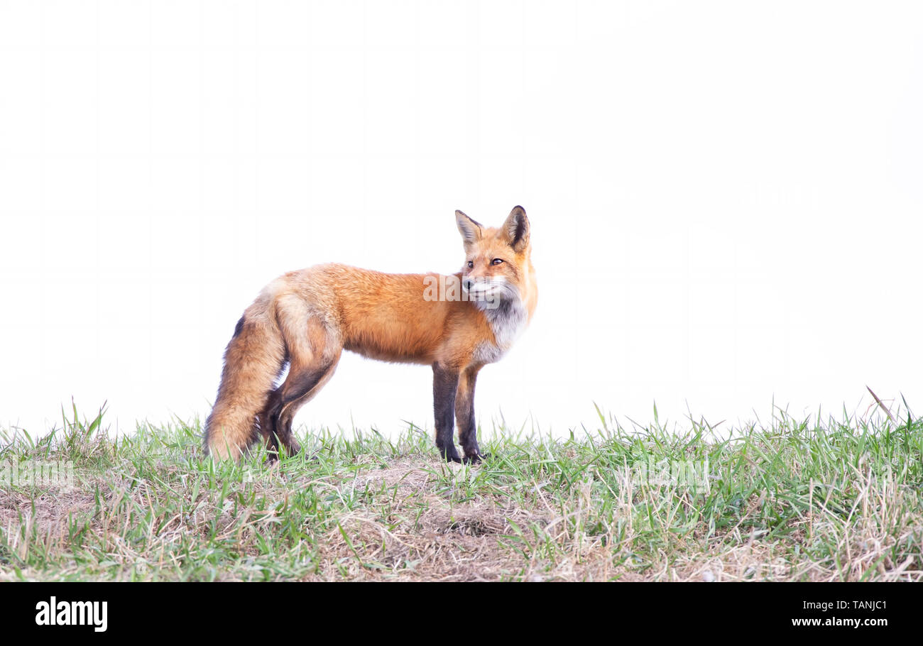 Red fox Vulpes vulpes guarding her den on a grassy hill in springtime ...