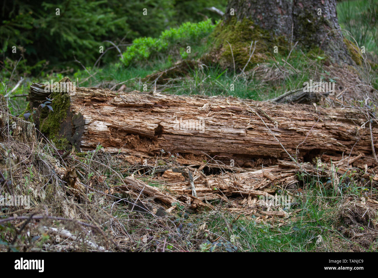 Ein Baumstamm verwittert im Waldgebiet der Hohen Acht, dem mit 746,9 Metern Hoehe hoechsten Berg der Eifel. Stock Photo