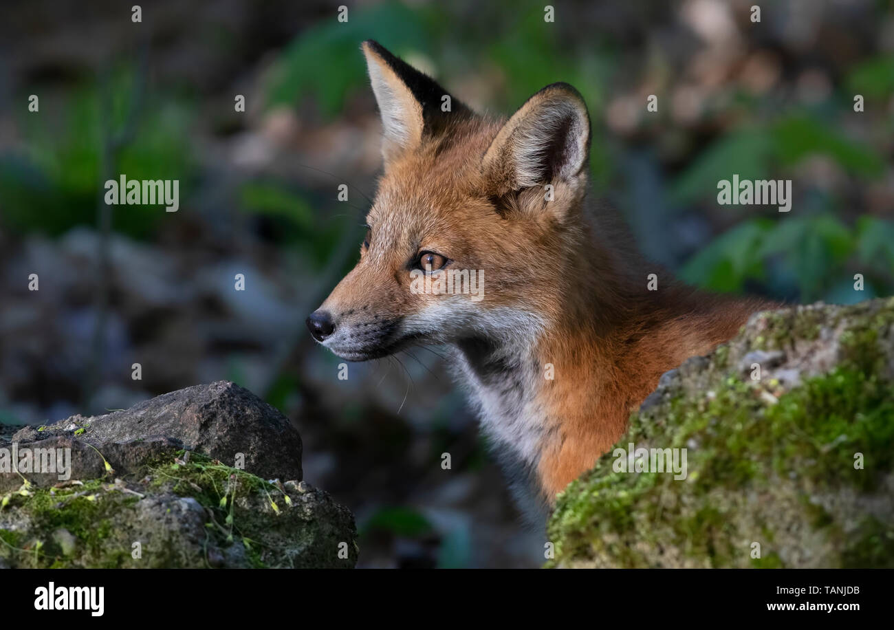 Red fox kit (Vulpes vulpes) playing in the forest in springtime in ...