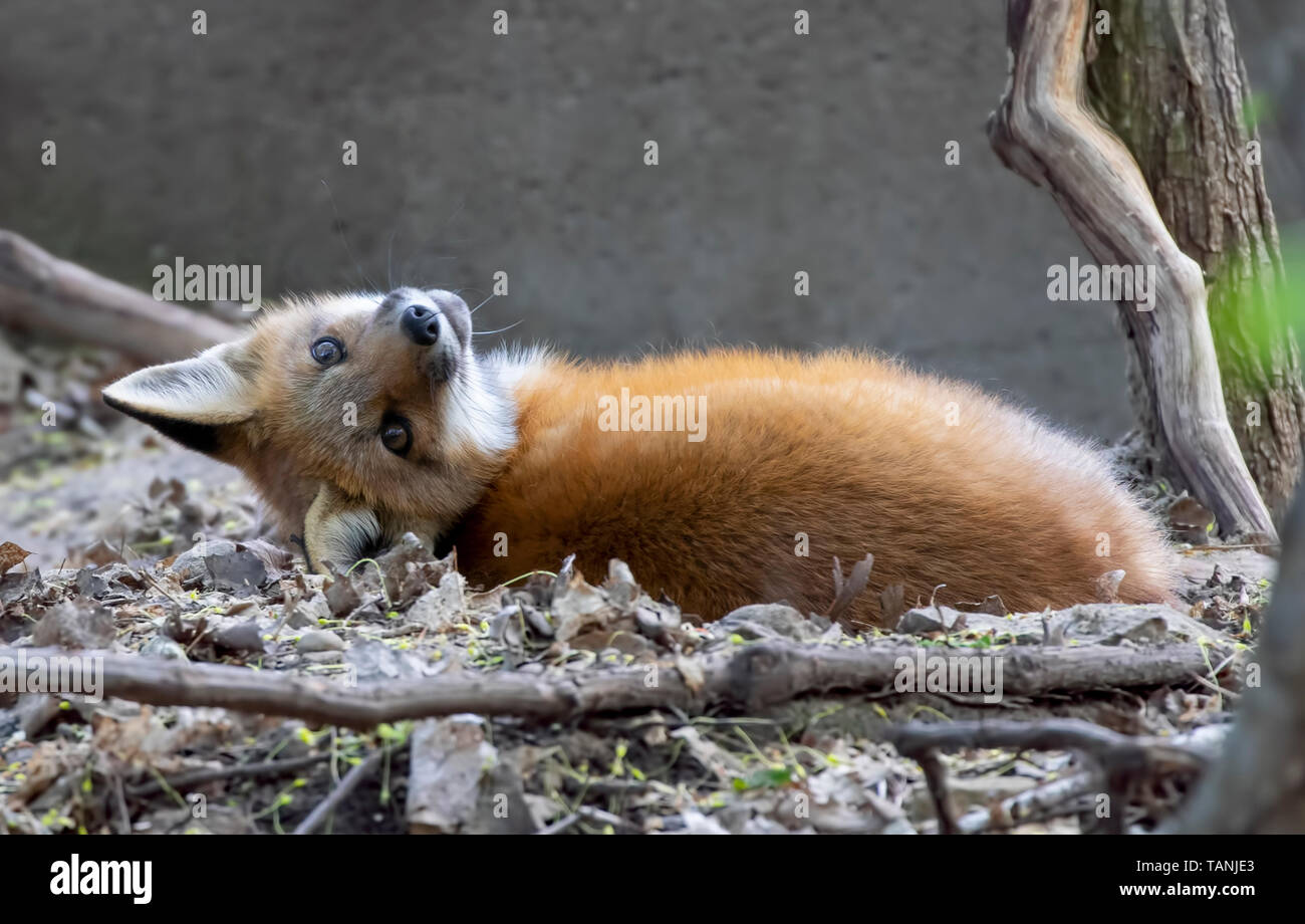 Red fox kit (Vulpes vulpes) playing in the forest in springtime in ...