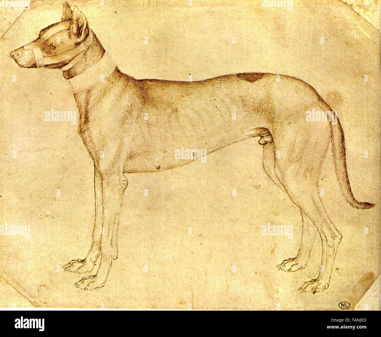 Pisanello - dog Stock Photo