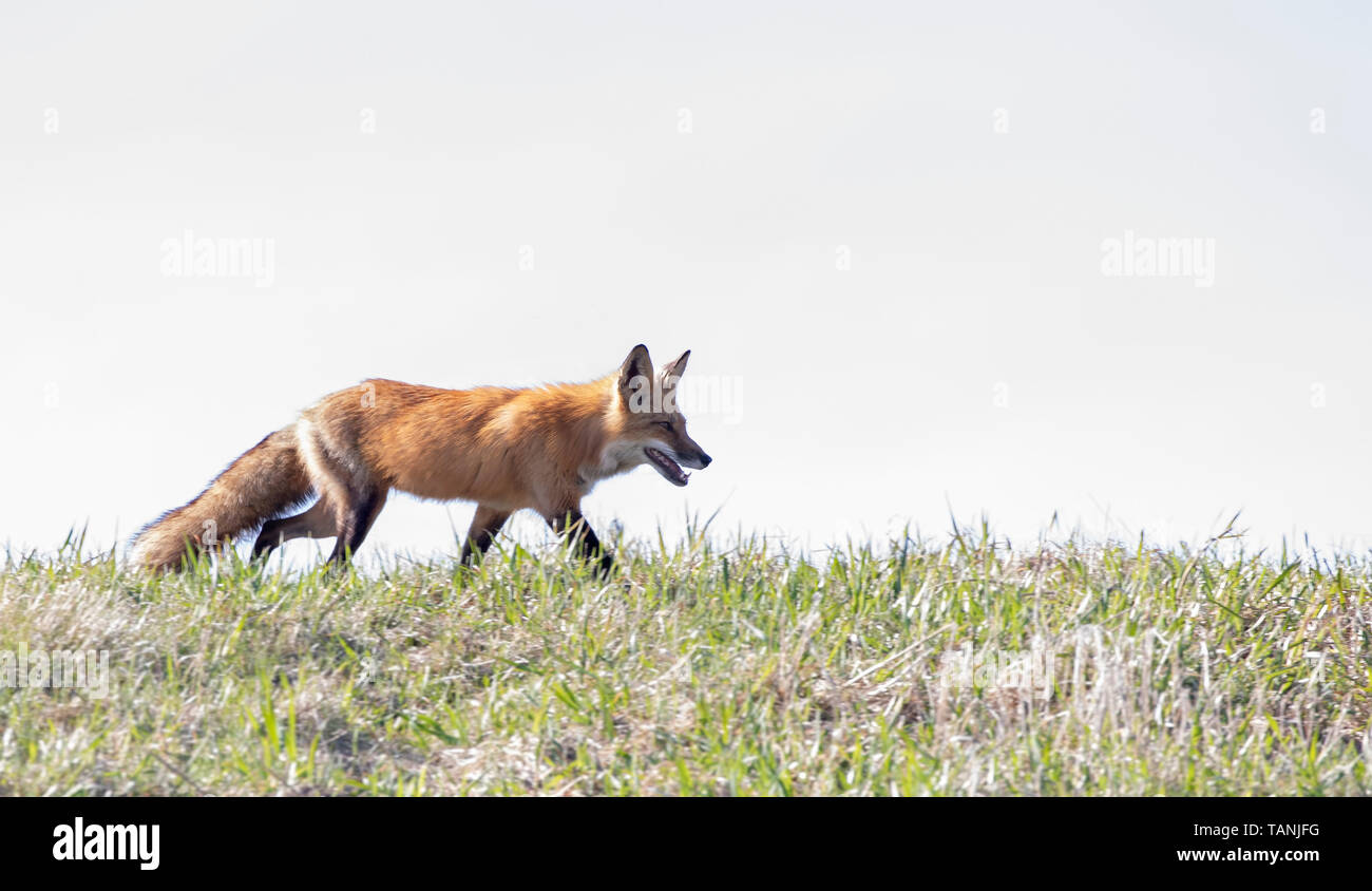 Red fox Vulpes vulpes guarding her den on a grassy hill in springtime ...