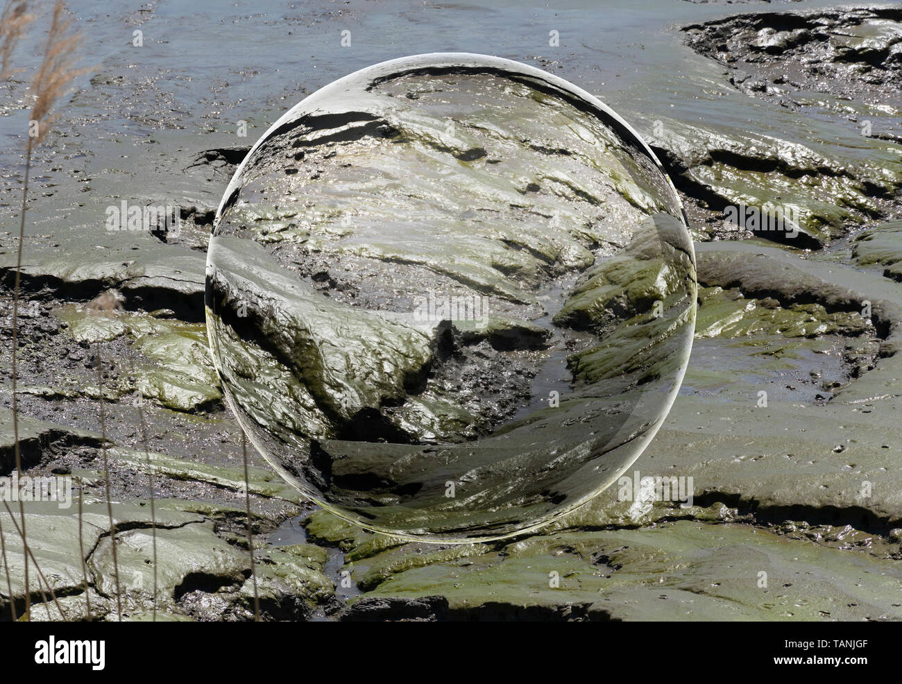 muddy surface of rocks, green algae mud and water caused by the retreating water gives a nice texture Stock Photo