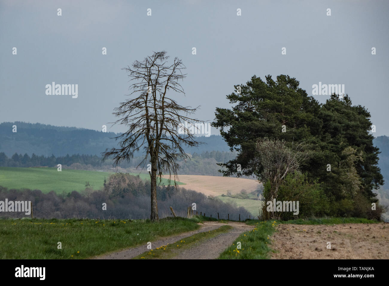 Ein Feldweg in der Nähe von Adenau führt an einem Acker vorbei ins Tal. Stock Photo