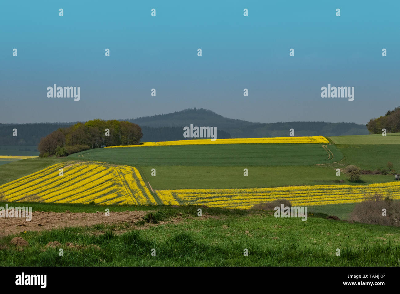 Rapsfelder in der Eifel in der Naehe von Adenau Stock Photo Alamy