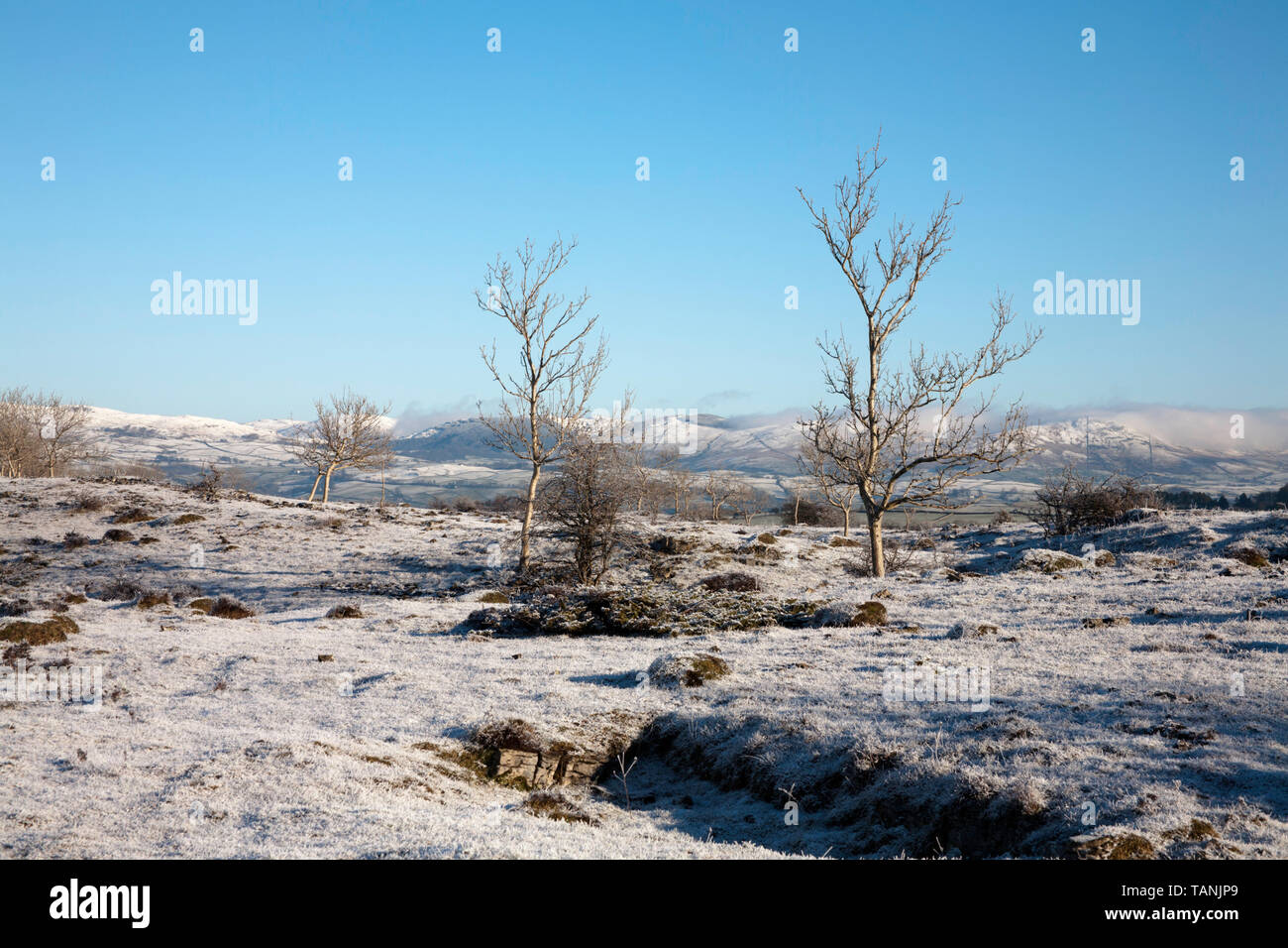 Trees on the frosty now clad plateau of Scout Scar  on a  clear bright winter day  near Kendal Lake District Cumbria England Stock Photo