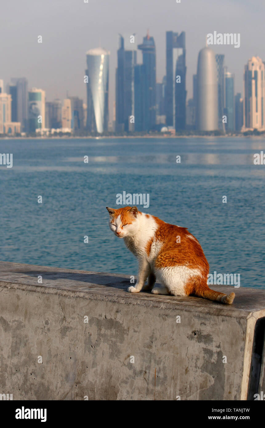 Impressionen: Katze, Skyline, Doha, Katar/ Qatar. Stock Photo
