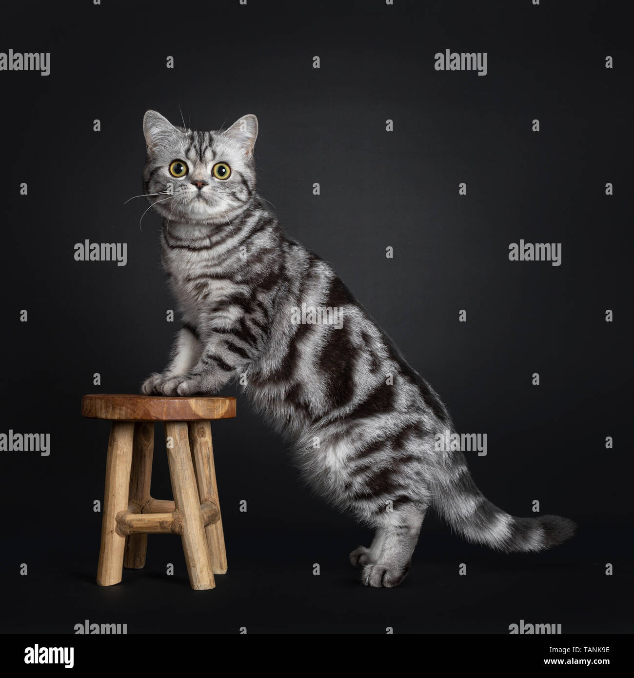 Sweet Black Silver Tabby British Shorthair Kitten Standing Side