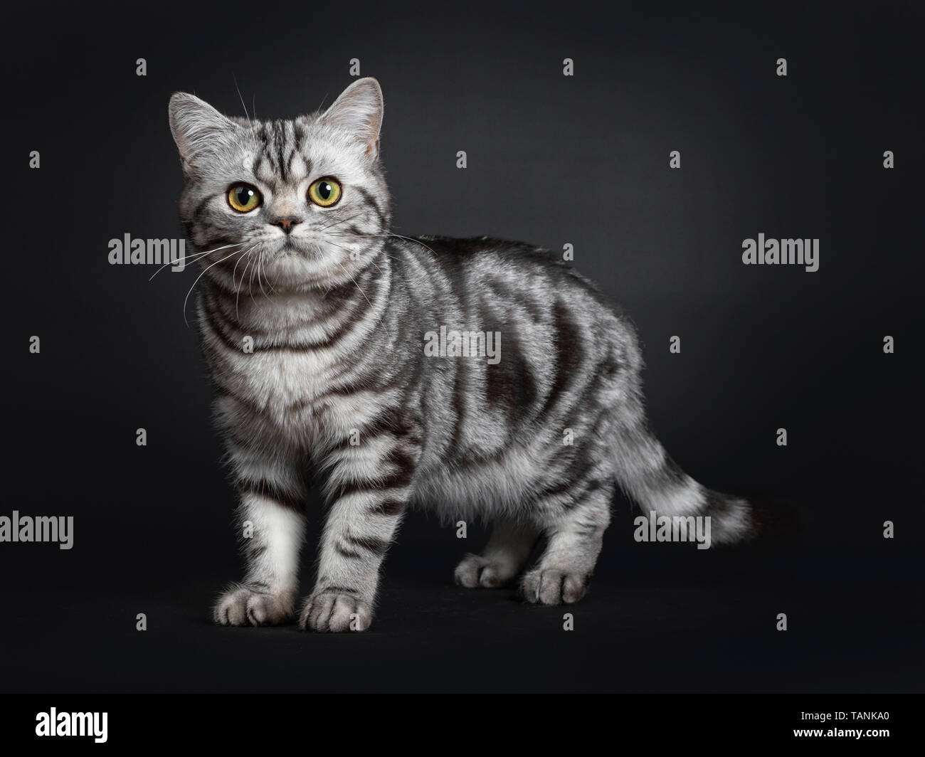 Sweet Black Silver Tabby British Shorthair Kitten Standing Side