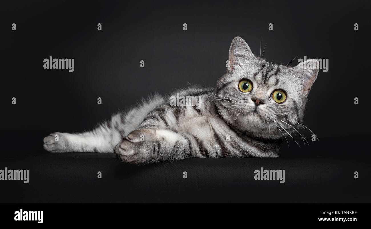 Sweet Black Silver Tabby British Shorthair Kitten Laying Relaxed